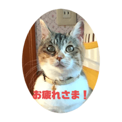 [LINEスタンプ] かわいい三毛猫スタンプ