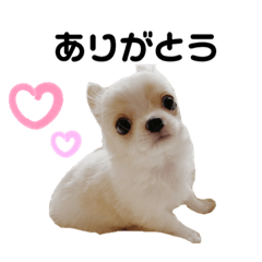 [LINEスタンプ] ロングコートチワワのレオ