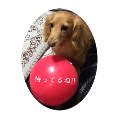 [LINEスタンプ] 愛犬ROCOの日常2