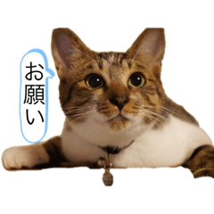 [LINEスタンプ] ねこさんのいる生活1
