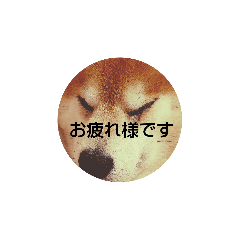 [LINEスタンプ] 柴犬とトイプーの挨拶スタンプ