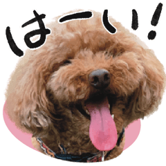 [LINEスタンプ] 愛犬トイプのコミュニケーション2