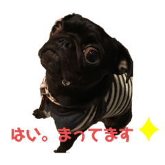 [LINEスタンプ] パグと一緒 日常会話②