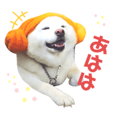 [LINEスタンプ] 白柴はなちゃん1