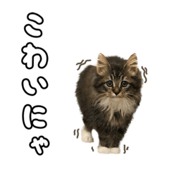 [LINEスタンプ] うみスタンプ vol.1