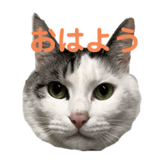 [LINEスタンプ] 伊藤家のネネオさん
