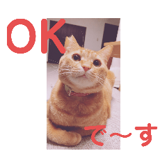 [LINEスタンプ] 中田家の猫3rd