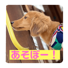 [LINEスタンプ] ダックス大好き！日常スタンプ