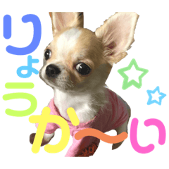 [LINEスタンプ] ちわわの日々01
