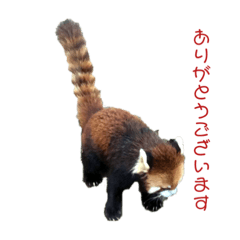 [LINEスタンプ] ゴーゴーあにまるず