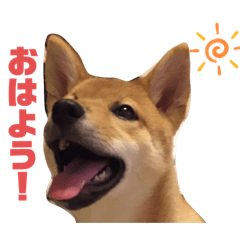 [LINEスタンプ] 柴犬 ソラくん