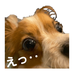 [LINEスタンプ] パピヨン ココアの日常言葉Ꮚᵕ̤ꈊᵕ̤Ꮚ
