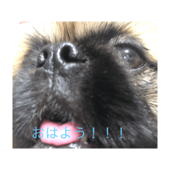 [LINEスタンプ] チャイくんのスタンプ