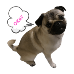 [LINEスタンプ] MYDOGSSS
