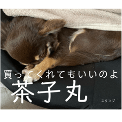 [LINEスタンプ] 茶子丸の非日常生活
