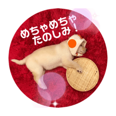 [LINEスタンプ] ちゃたろうで癒されて ♪