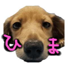 [LINEスタンプ] ウィル日常生活スタンプoriginal❶