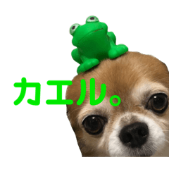 [LINEスタンプ] チワワとオカメ vol.2
