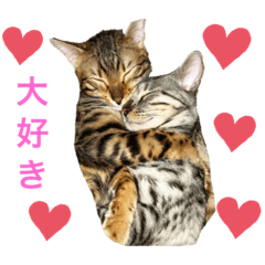 [LINEスタンプ] ❤️ベンガル猫の親バカスタンプ❤️