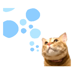 [LINEスタンプ] 中田家の猫4th