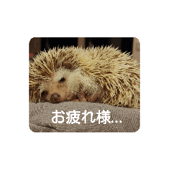 [LINEスタンプ] ハリネズミのチップ