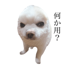 [LINEスタンプ] いんぬいんぬ
