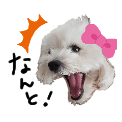 [LINEスタンプ] 小町さんスタンプ