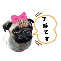 [LINEスタンプ] パグのさすけ君スタンプ1