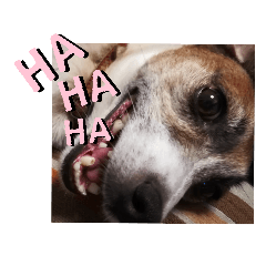[LINEスタンプ] ジャックラッセルテリア（はつ）のスタンプ