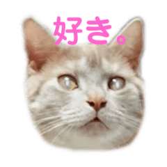 [LINEスタンプ] 今日も頑張るネコ