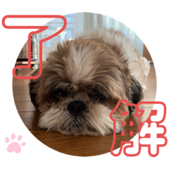 [LINEスタンプ] シーズー祭り3