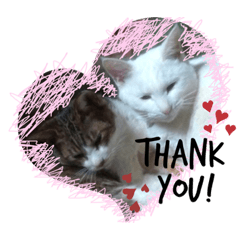 [LINEスタンプ] おらいのねこ 32コ