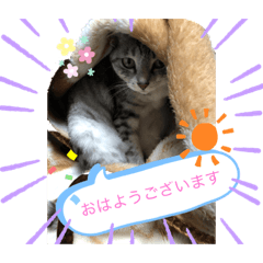 [LINEスタンプ] 我が家のゆうちゃん4