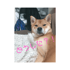 [LINEスタンプ] 柴犬みるくの日常