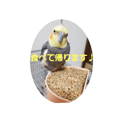[LINEスタンプ] オカメインコのぴょこたん3