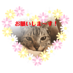 [LINEスタンプ] よつよつよつば2
