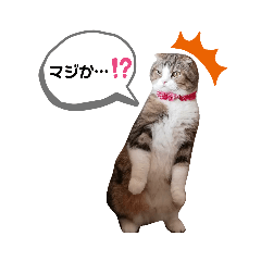 [LINEスタンプ] 僕はスコティッシュフォールドのCoco^^