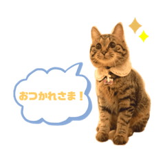 [LINEスタンプ] スタンプぽんさん
