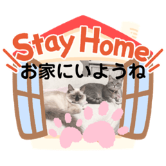 [LINEスタンプ] かわいすぎるにゃんたち ①