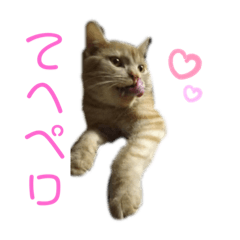 [LINEスタンプ] ちゃいろねこまる