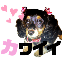 [LINEスタンプ] 中村家のアイドルCOCORO