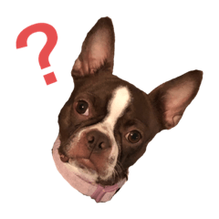 [LINEスタンプ] 茶色のボストンテリア（実写）3