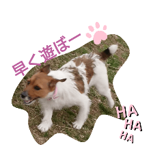 [LINEスタンプ] 原家のあずき