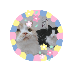 [LINEスタンプ] にゃんレンジャー①
