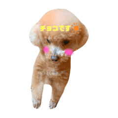 [LINEスタンプ] 田平チョコスタンプ