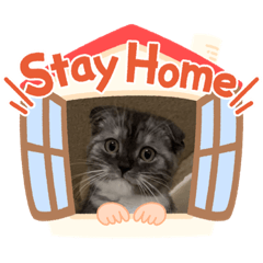 [LINEスタンプ] レオくん（スコティッシュフォールド）