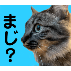 [LINEスタンプ] 猫3姉妹の日常
