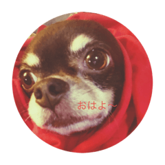 [LINEスタンプ] わんわんの平凡な日常
