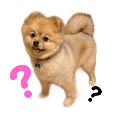 [LINEスタンプ] ハロハロスタンプ