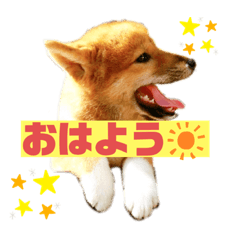 [LINEスタンプ] 柴犬★小麦